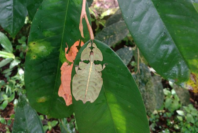 Plusieurs espèces d’insectes feuilles