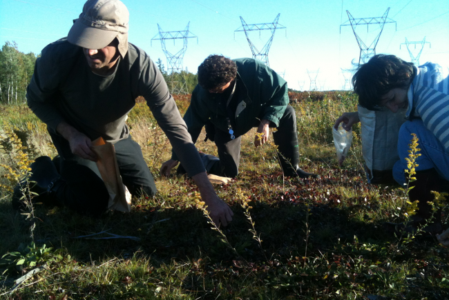 Seed harvesting in a natural environment by the Jardin botanique de Montréal’s collections management team.
