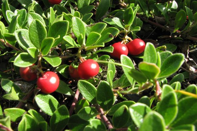 Arctostaphyle raisin-d'ours