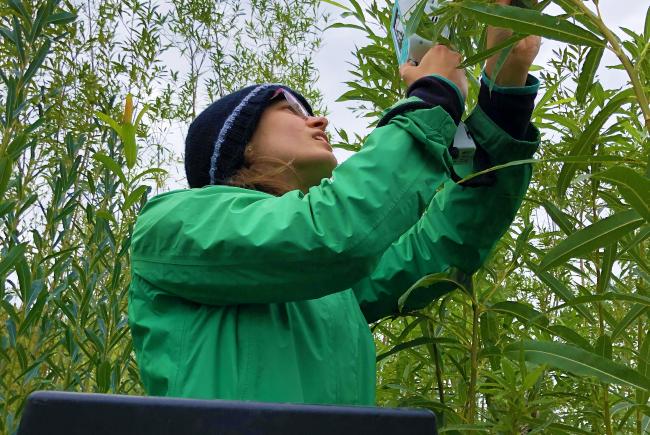 Daphne Gagnon-Fee measuring photosynthesis and gas exchange of three different willow species on October 1, 2021.
