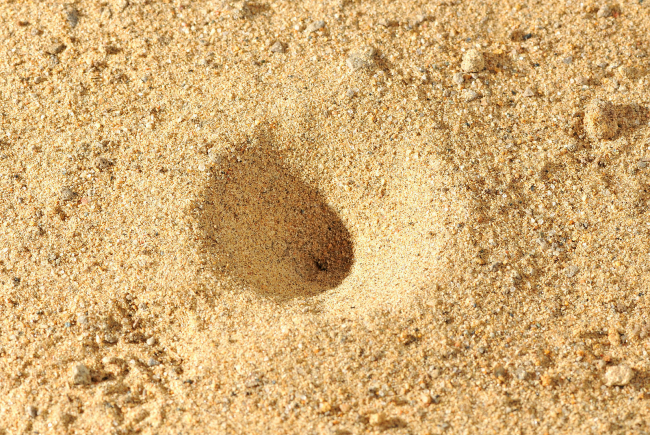 piège de la larve du fourmilion
