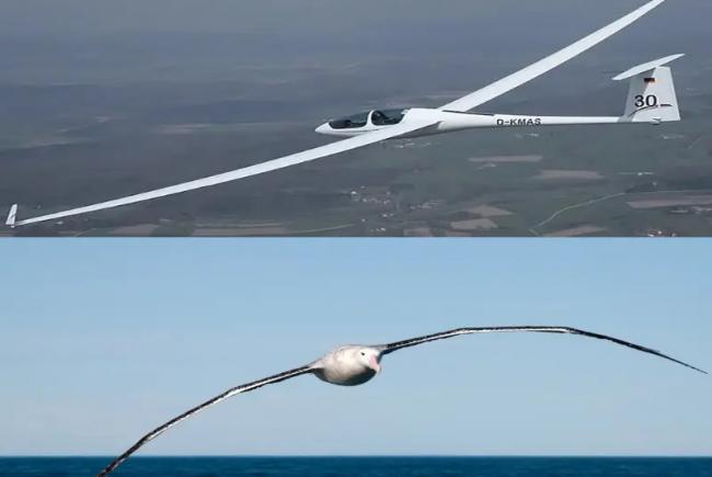 Gliders are inspired by the structure of albatrosses to guarantee maximum aerodynamics.