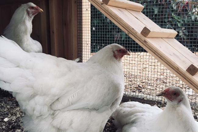 The Jardin botanique is actually leading a pilot project of urban chicken coop.