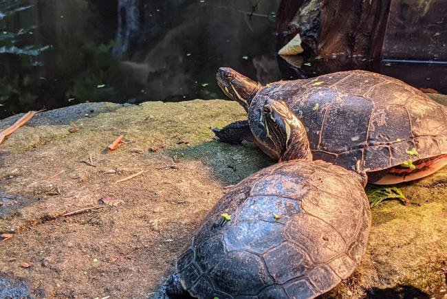 The turtles of the Biodôme are removed from their ecosystem in the fall.