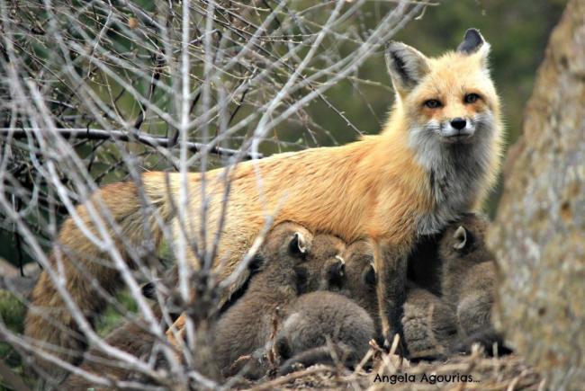 Une Famille De Renards Roux Au Jardin Botanique De Montreal Blogue Espace Pour La Vie