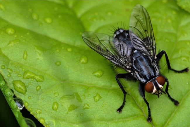 In French, people sometimes call the Sarcophagidae “umpire flies” because of the white lines visible on their black thoraxes. In English they’re generally known as flesh flies.   