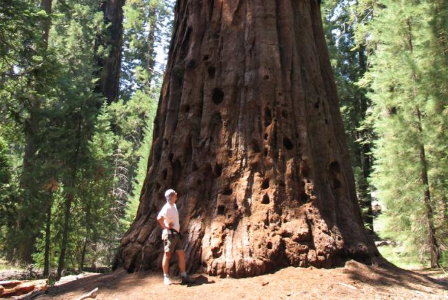 Les Arbres Ne Sont Pas Programmes Pour Mourir Blogue Espace Pour La Vie