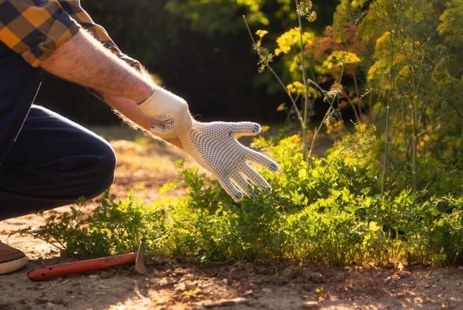 gardening without gloves