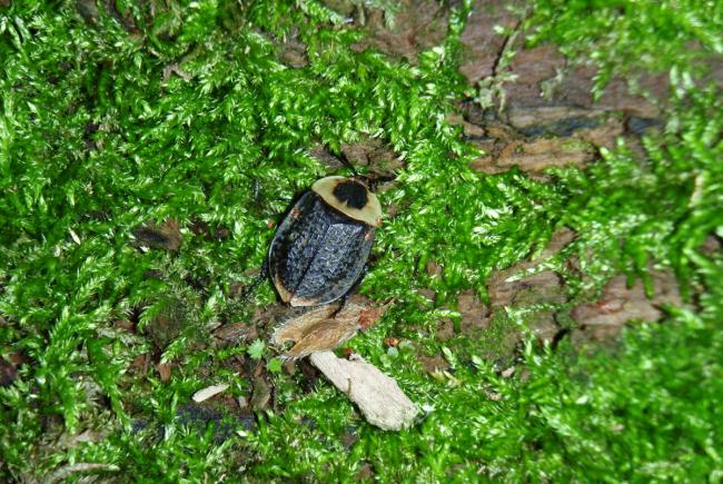 Ce silphe d’Amérique (Necrophila americana) est à la recherche d’une carcasse où il pondra ses œufs. Ses larves se nourrissent des tissus morts de l’animal alors que les adultes mangent les asticots présents sur la dépouille. 