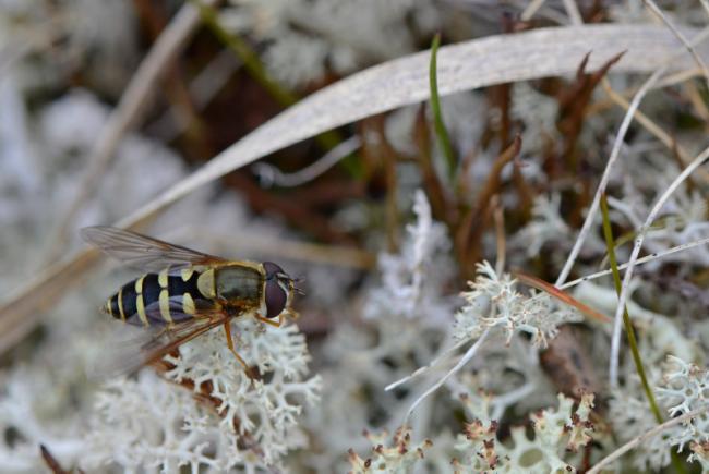 Syrphidae, like this one photographed in Kuururjuaq (Qurlutuarjuq) in 2015, are also abundant in northern Québec.