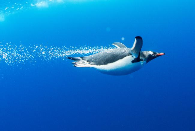Manchot papou (Pygoscelis papua), Lindblad Cove, Péninsule de la Trinité, en Antarctique