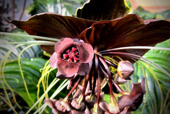 USA SELLER 25 Seeds Bat Flower Orchids Black Plant Garden Plant 