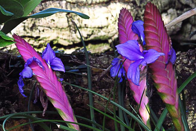 Tillandsia lindenii © Espace pour la vie (Sylvain Allard)