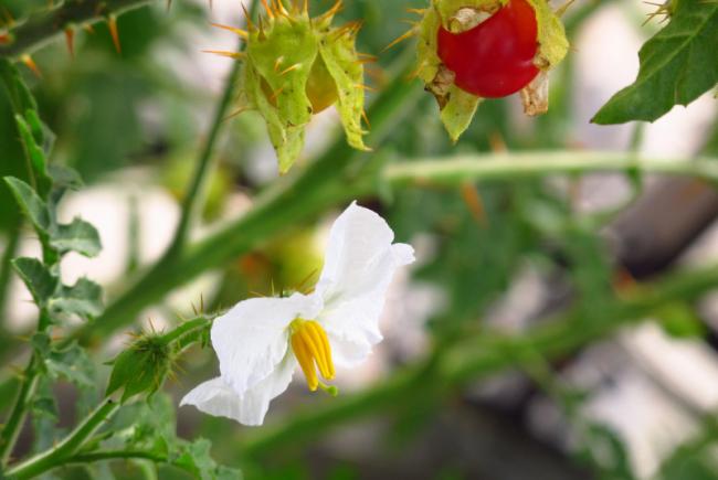 Litchi tomato or sticky nightshade (Solanum sisymbriifolium)
