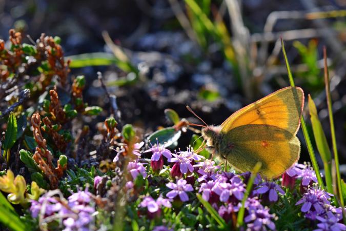 A northern clouded yellow butterfly (Colias hecla) on the wildflower moss campion (Silene acaulis) along an escarpment of the Puvirnituq River