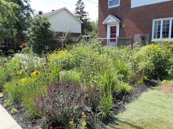 The pollinator garden after its transformation