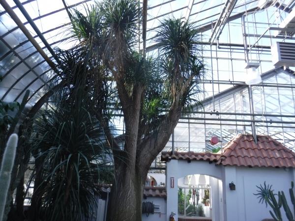 Ce tronc immense dans l’Expo 7, Beaucarnea recurvata, est un spécimen enregistré au Jardin botanique de Montréal en 1938.