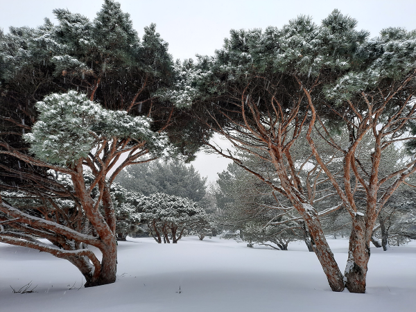 These Norway pines (Pinus sylvestris 'Watereri') provide a beautiful winter landscape for the Jardin Botanique.