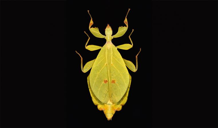 Phyllium jacobsoni (Mt. Argopuro, East Java, Indonesia - 2017)