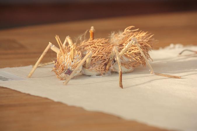 Among its educational experiments, the design team has fashioned insects from plant materials.