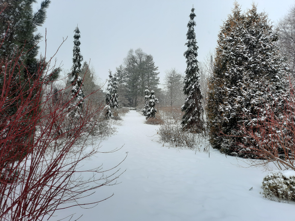 Jardin des arbustes du Jardin botanique de Montréal durant l’hiver.