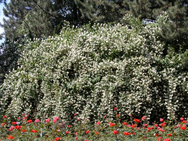 A shrub that blooms later on in the season is the Philadelphus, also known as Sweet Mock Orange.