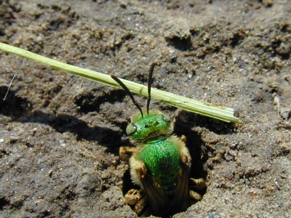 Agapostemon virescens (Halictidae)