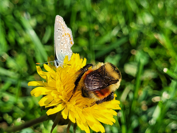 For some scientists, the pollen supplied by dandelions is not of optimal quality for North America’s native pollinators.