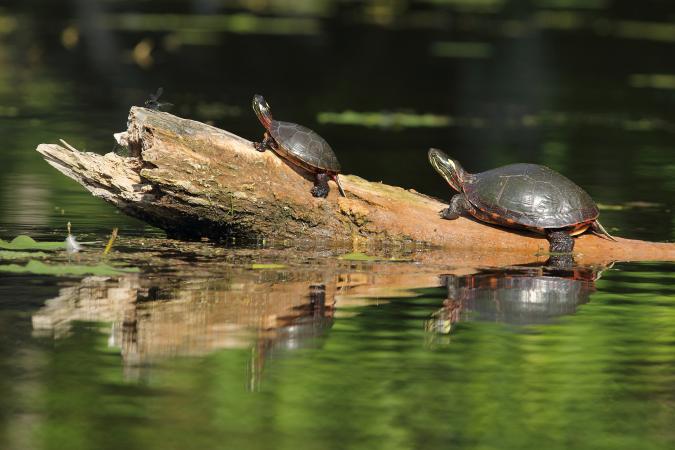 In Quebec, turtles navigate our water bodies  and their movements present a risk of collision with boats.
