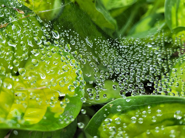 Close-up view of a spider’s web after the rain 
