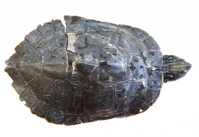 A female northern map turtle from Lake Opinicon, Ont., with a large boat propeller scar. 