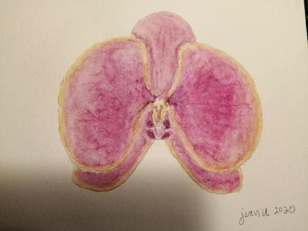 Phalaenopsis