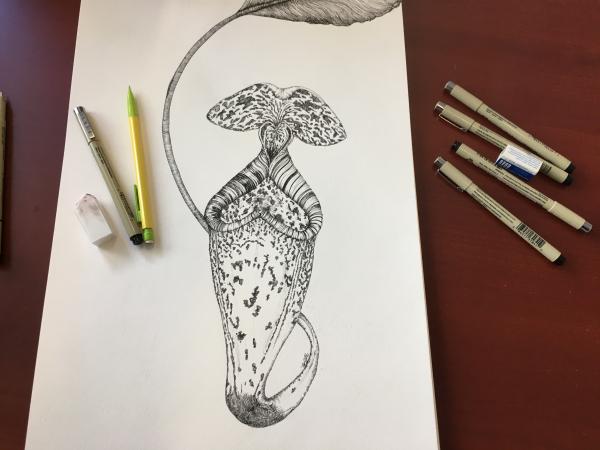 Napenthes rafflesiana