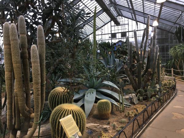Floraison de l’agave guiengola – Jardin botanique de Montréal – 13 janvier 2020