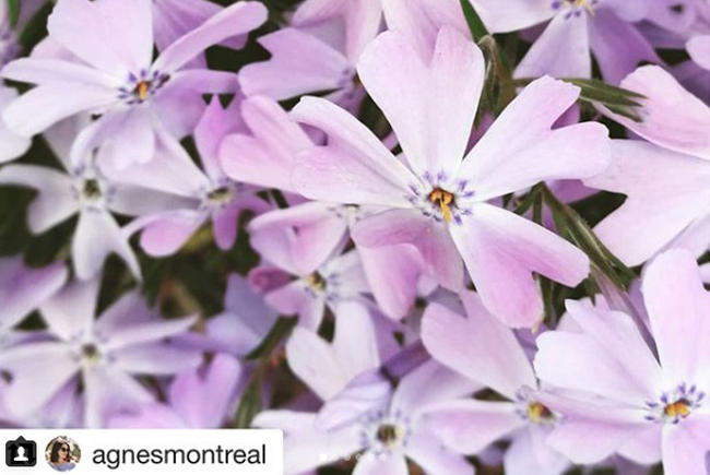 agnesmontreal