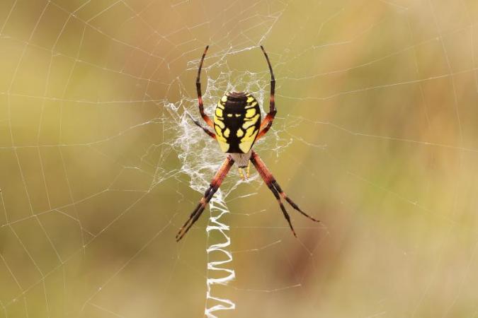 L’argiope (Argiope aurantia) est généralement immobile, la tête en bas, au centre d'une grande toile marquée d'un zigzag appelé le stabilimentum. Elle est parmi les plus belles araignées du Québec.
