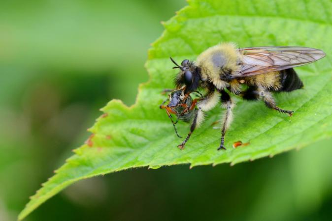 Asilidae are voracious predatory flies. This one, of the Laphria genus, is very common in Québec.