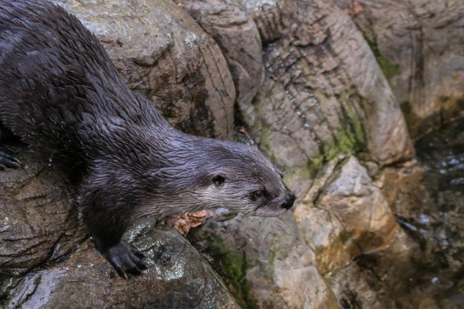 Loutre de rivière  Espace pour la vie