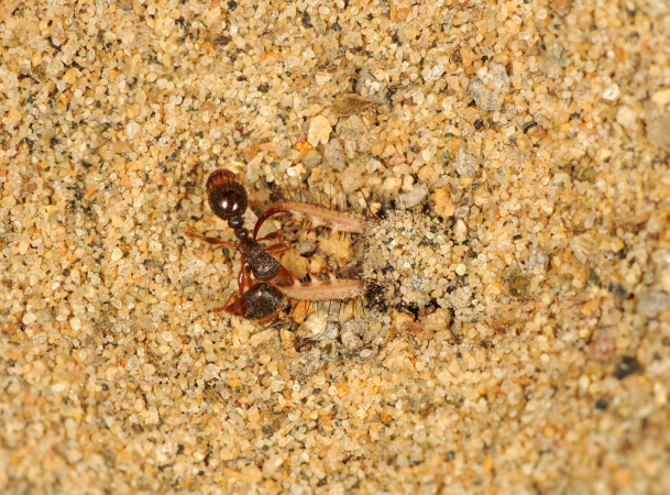 Capture d'une fourmis