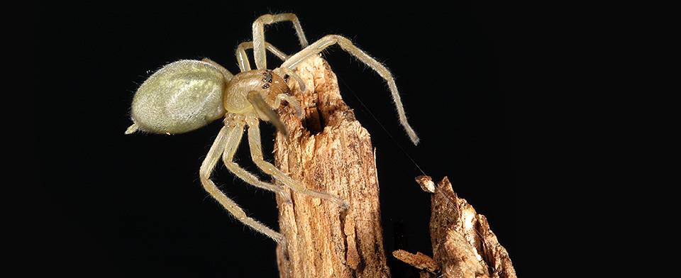 Should we be afraid of the Cheiracanthium mildei spider, this small greenish or yellowish spider?