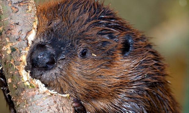 Castor Canadensis  (beaver)