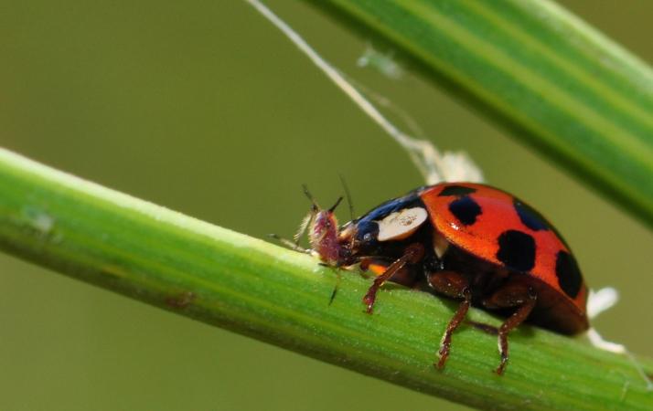 Les coccinelles constituent des pr dateurs importants pour le