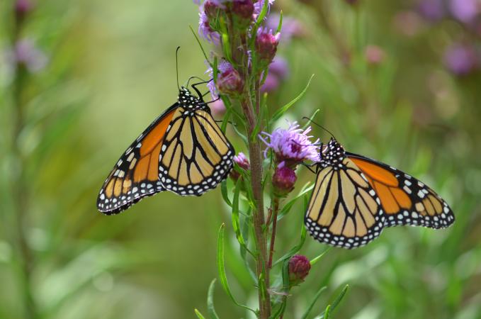 A foraging monarch