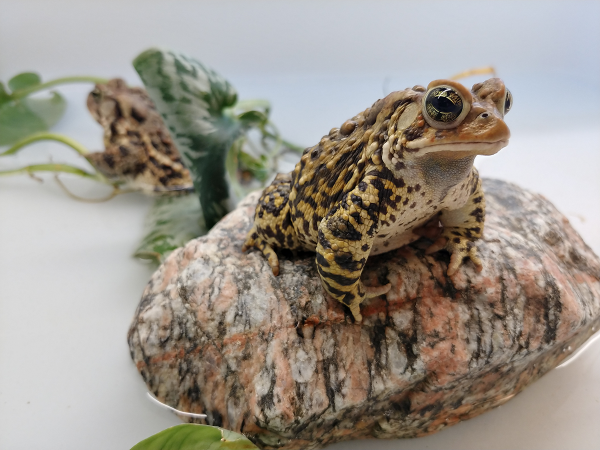 American toad