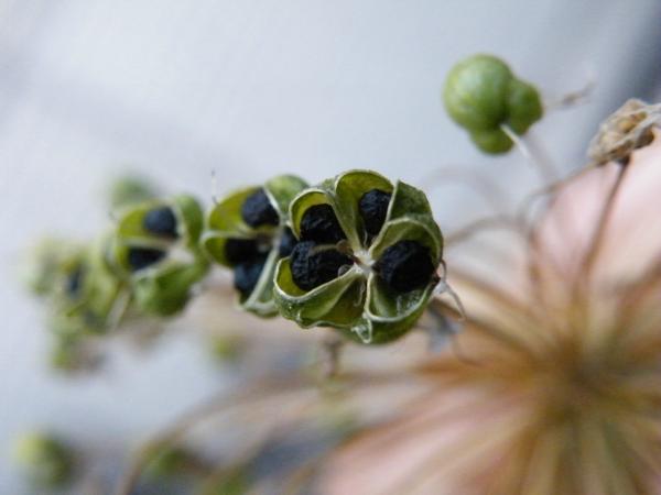 A little glossary for choosing your seeds