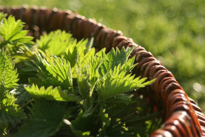 Gathering nettles​