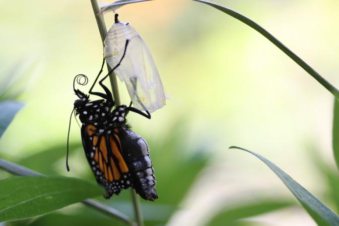 Monarch getting out of its chrysalis