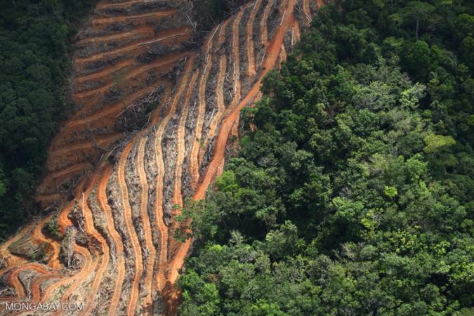 Déforestation pour plantation du palmier à huile