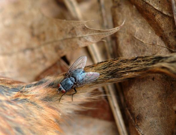 Attracted by the dead body of a chipmunk, this fly is getting ready to lay its eggs on it.