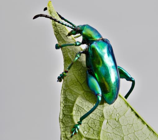 Adult female frog-legged leaf beetle.